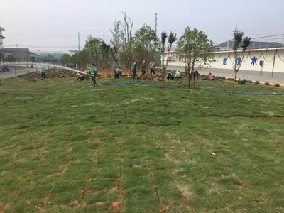 含山街头 园林绿化新景观，打造城市生态新高度